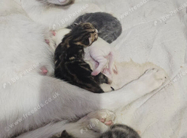 Part bengal beautiful kittens