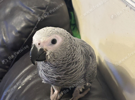 baby african grey 14 weeks old ready to go last one left