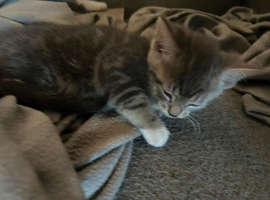 Sphinx mix kittens looking for a new home