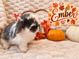 Mini Lop Babies