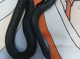 adult female eastern black kingsnake