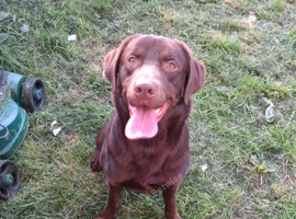 Chocolate Lab STUD!!