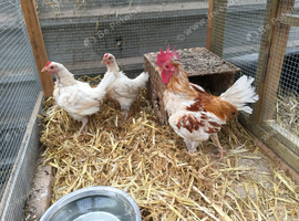 Trio Red Pyle Bantam