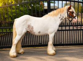Ultimate unflappable cob