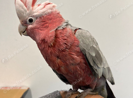 Baby Handreared Tame Galah Cockatoo Parrot