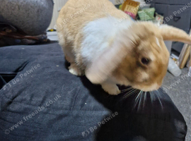 18 month old female mini lop