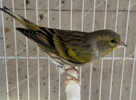 2026 Siskin x Canary Mule