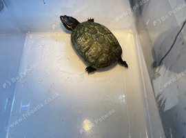Female Map Turtle