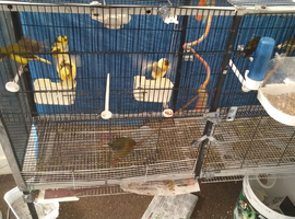 Canary