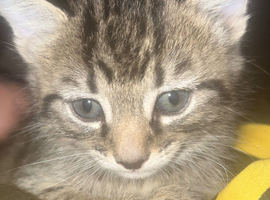 Kitten