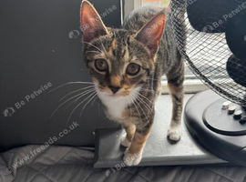 Beautiful Friendly Female Kitten -