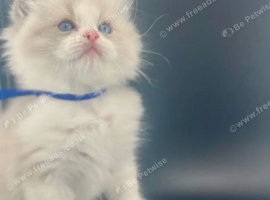 Ragdoll Kittens blue Bi colour