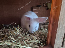 Rabbits