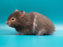Long Haired Male Syrian Hamsters
