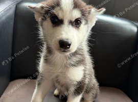 Girl black and white Siberian husky
