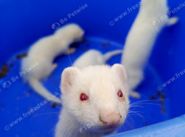 Albino ferrets