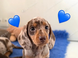 Beautiful miniature dachshund puppies