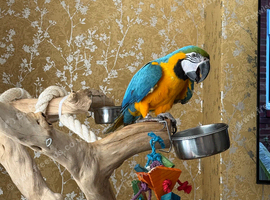 Hand tame Blue and Gold
