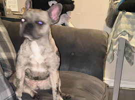 Frenchie