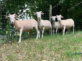 Pedigree Wiltshire Horn yearlings