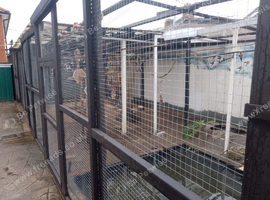 All budgies any colours  given lifetime home in huge aviary