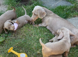 Isabella and tan mini miniature dachshund