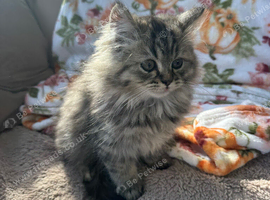 Pure Persian kittens