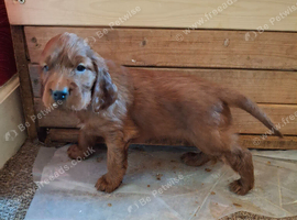 Kc registered Irish Setter puppy