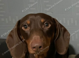 Male 2 year old dachshund