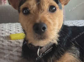 Jack Russell x Chihuahua Proven Stud