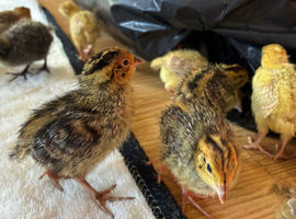 1 week old quails