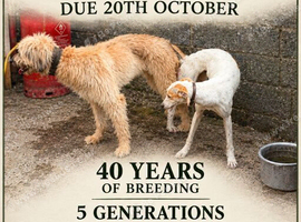 Saluki x lurcher reserve your pups now