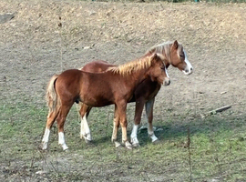 Welch c pair