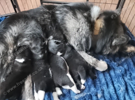 American Akita puppies for sale