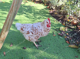 3 freindly chickens looking for a new home