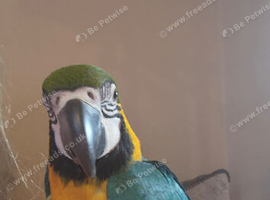 1 year old hand reared tame blue and gold macaw