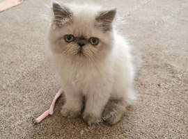 Pedigree Persian exotic kitten