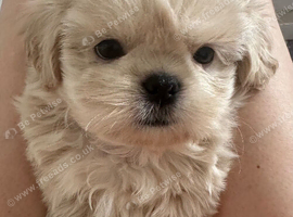 Five Beautiful White & Lavender Imperial / Tea- Cup Shih Tzu&rsquo;s