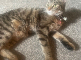 Cat for sale