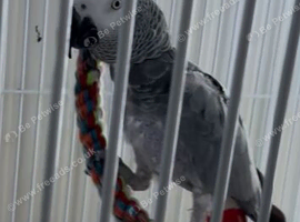 Female African grey Glasgow