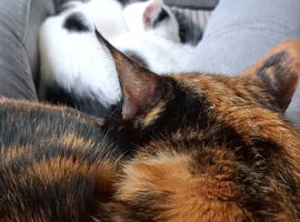 1 adult cat and 1 kitten ( 5 months)