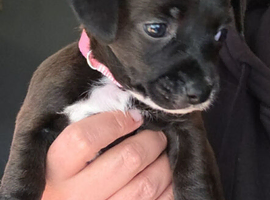 Jack russell cross