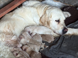 Golden retriever puppies