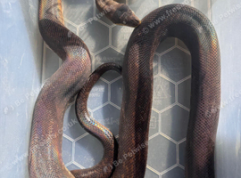 Macklots Python Male