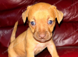 Dachshund puppies