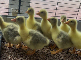 Embden goslings for sale