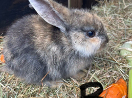 Baby lops ready now