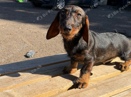 1 male teckel puppy for sale 14 weeks old