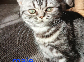 Bsh. Kittens  looking for home.