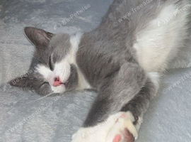 **ADORABLE FLUFFY KITTENS FOR SALE**